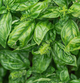 Basil Leaf Fresh2