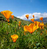 Fresh California Poppy