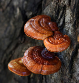 Fresh Reishi Mushroom