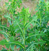 Fresh Wild Lettuce